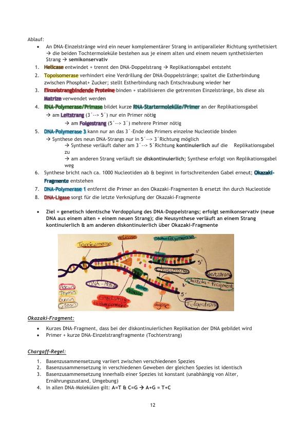 Biologie-Lernzettel Fürs Abitur - GRIN | Grin