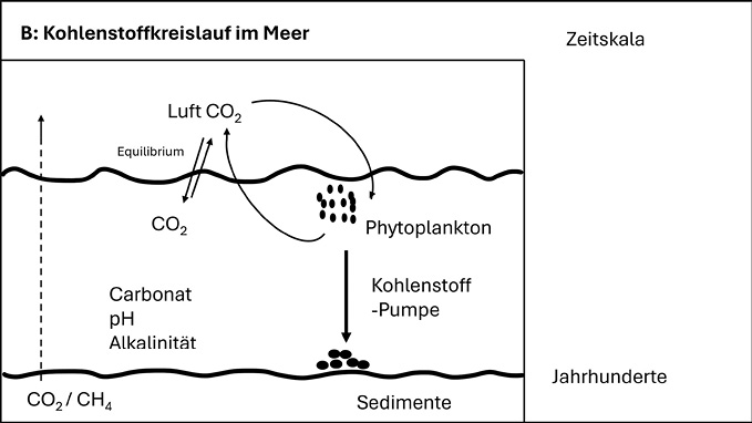 Schaubild B: Kohlenstoffkreislauf im Meer